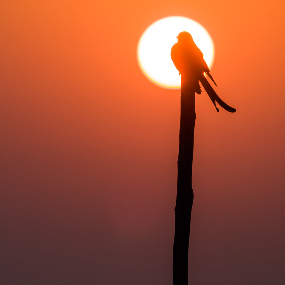 Mike Prince, “Black Drongo at Sunrise,” October 7, 2015