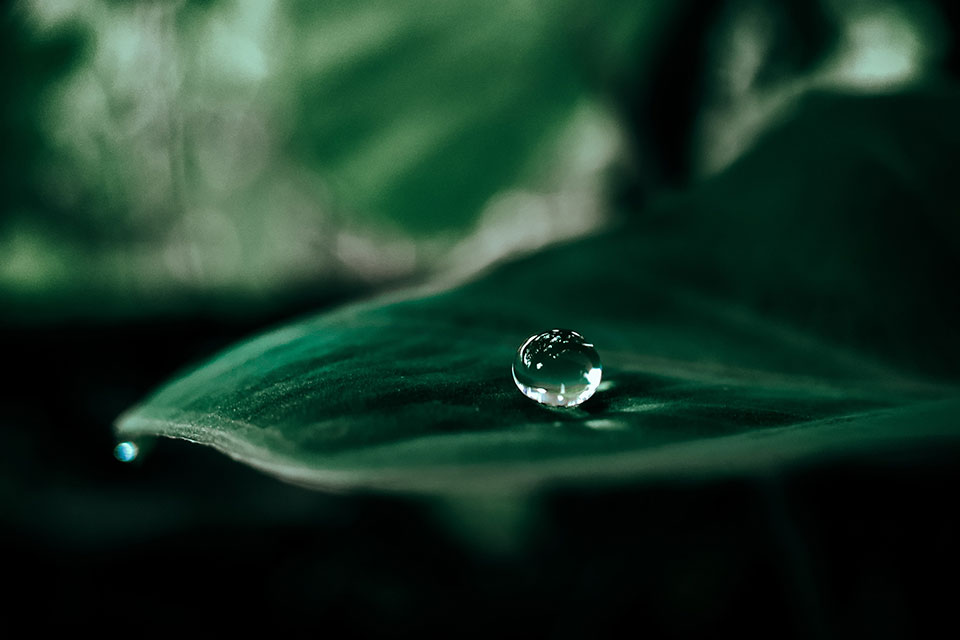 A photograph of a dewdroplet collected in a dark green leaf