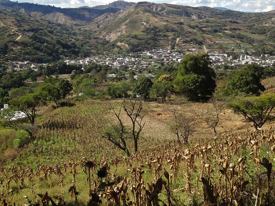 A panoramic shot of a corn field that stretches down a sloping mountainface