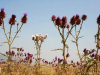 Alex Ringer, “Thistle-Garden (Cynara syriaca f. alba),” Jezreel Valley, Israel