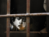 The drawn image of a human face peers from within a darkened room through iron bars