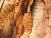 A close-up photograph of a partially burned book