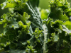 A closeup photograph of a head of kale
