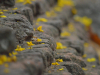 A close up photograph of stone steps, covered in yellow lichen