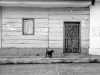A dog stands expectantly in front of an aged dwelling