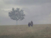 Two figures standing in a gauzy mist, holding hands with a lone tree looming ahead of them