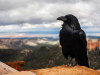 A photograph of a raven in the foreground and rolling landscape in the blurry distance