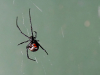 A redback spider hovers on a near-invisible web