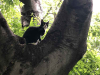 A black and white cat pauses in the junction of two large branches of a tree, looking back anxiously at its owner