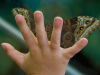 A child's hand pressed up against glass with a moth perched on the other side