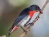 Geoff Whalan, “Mistletoe Bird (Diaceum hirundinaceum),” Fogg Dam Conservation Reserve, Middle Point, Northern Territory, Australia, November 8, 2015