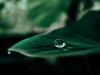 A photograph of a dewdroplet collected in a dark green leaf