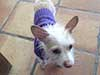 A dog in a purple turtleneck sweater