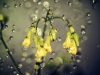 Daffodils and Raindrops