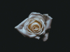 A photograph of a white rose all but enveloped in darkness