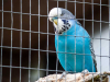 A blue parakeet looks at the camera from behind the wire of his cage