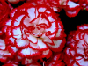 A photograph of red carnations