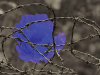 A blue flower entwined in a coil of barbed wire