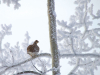 A grouse on a snowy branch in winter