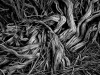 A black and white photograph of tangled roots at the base of a tree