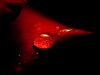 Red water droplet.