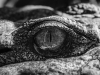 A black and white photograph close up on a crocodile’s eye
