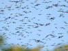 Swallows. Photo by Kenneth Cole Schneider/Flickr