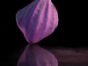 A purple flower against a black background, sitting on reflective surface so it appears there are two flowers