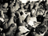 A black and white photographs of pigeons flocking on the ground