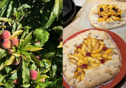 A diptych. A photograph on the left of peaches on a tree and a photograph on the right of a peach pie.