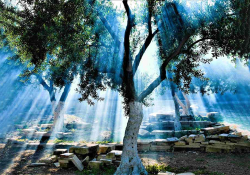 A photograph of light streaming through the branches of an ancient olive tree.
