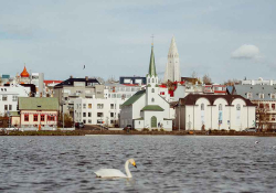 A goose floats in a bay with a town crowding the bank in the background