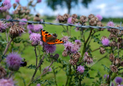 A photograph of a butterfly hovering over a flowering plant. The plant has grown up in a barbed wire fence