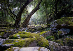 A photograph of moss-covered rocks surrounded by idyllic forest