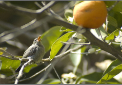 A small bird perches in an orange tree
