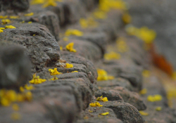 A close up photograph of stone steps, covered in yellow lichen