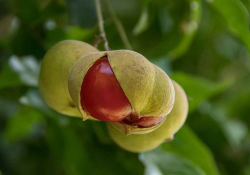 The pods of a tamarind are bursting open to reveal to deep red seed within