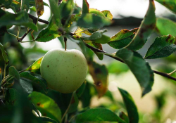 A green apple hanging from a tree branch