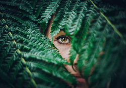 A human eye peers from the gap between numerous overlapping fern fronds
