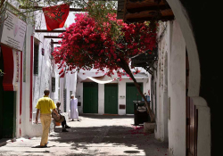 A picture of a secluded ancient city street where a tree loaded with red blooms sprouts from beside a stone building creating shade for those walking the street