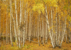 A stand of thin trees covered in yellow leaves
