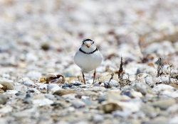 A bird standing on a pebble beach looking directly at the viewer
