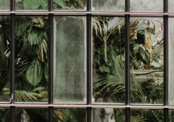 A photograph of plants seen through a bay of small windows. One window is fogged up