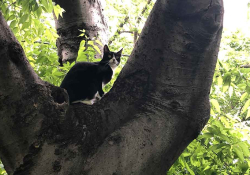 A black and white cat pauses in the junction of two large branches of a tree, looking back anxiously at its owner