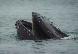 A whale surfacing, mouth agape
