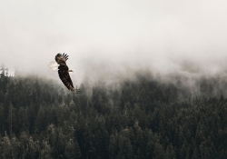 An eagle flies a tree line against a grey sky