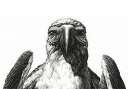 A detailed black and white illustration of a bird of prey directly facing the viewer