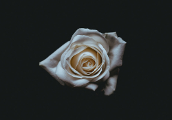 A photograph of a white rose all but enveloped in darkness