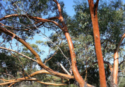 Branches of a York gum tree intertangle against a blue sky