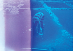 A photograph of a human figure bent over at the waist, hands submerged in a shallow pool that appears to be part of a man-made lagoon system. The photo is tinted, violet on the left and blue on the right